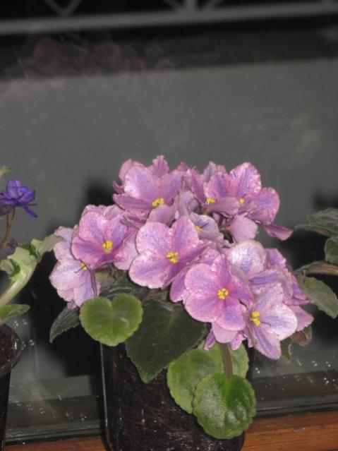 Name:  IMG_1539.jpg
Views: 1438
Size:  33.2 KB
