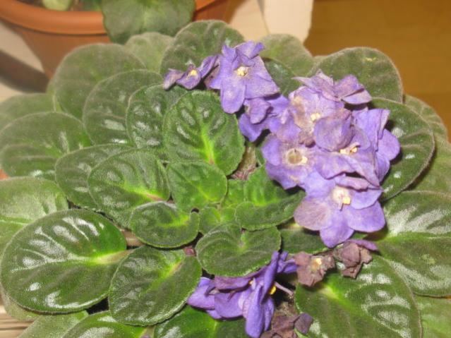 Name:  IMG_2764.jpg
Views: 1307
Size:  51.2 KB