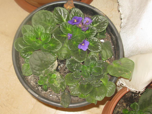 Name:  IMG_2781.JPG
Views: 1081
Size:  67.8 KB