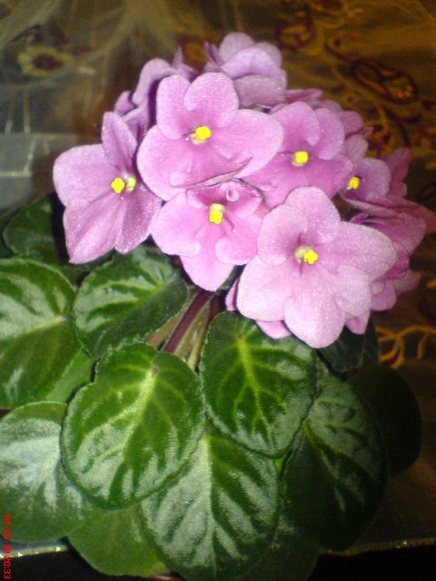 Name:  DSC03019.jpg
Views: 1335
Size:  70.2 KB