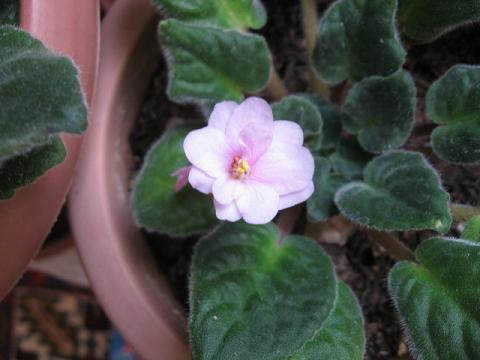 Name:  pembe.JPG
Views: 1119
Size:  30.2 KB