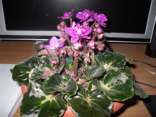 Name:  SDC10653 copy.jpg
Views: 1537
Size:  54.7 KB