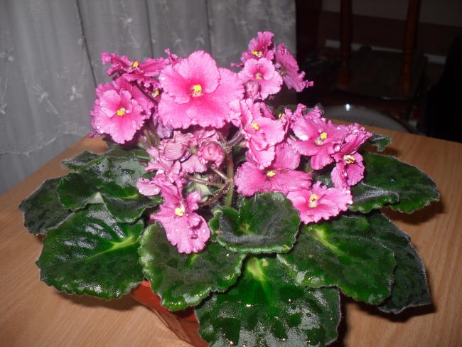 Name:  SDC10656 copy.jpg
Views: 1332
Size:  53.4 KB