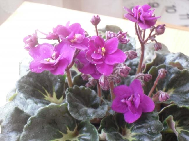 Name:  SDC10657 copy.jpg
Views: 1319
Size:  42.1 KB