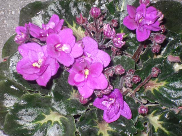 Name:  SDC10659 copy.jpg
Views: 1313
Size:  69.4 KB