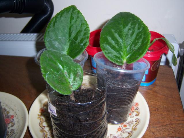 Name:  100_3988.jpg
Views: 2010
Size:  44.7 KB