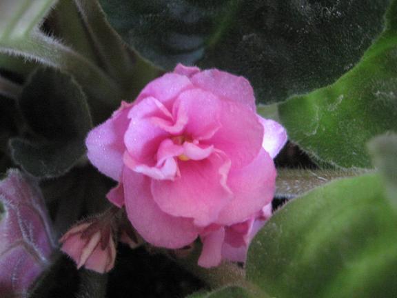 Name:  katmerli pembe menekşe.JPG
Views: 2510
Size:  36.3 KB