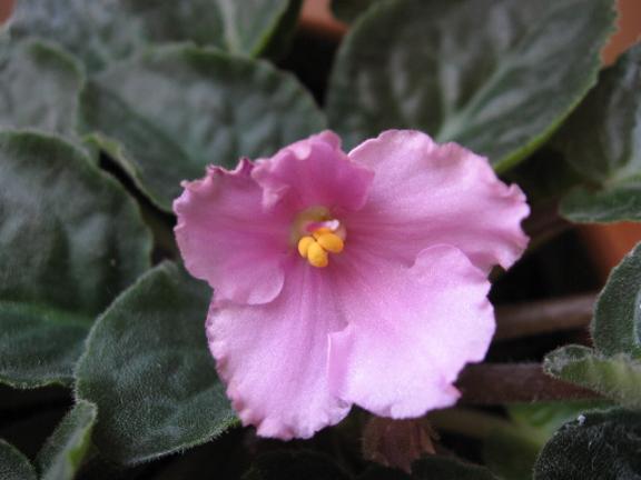 Name:  pembe.JPG
Views: 1824
Size:  34.7 KB