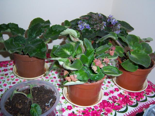 Name:  100_4171.jpg
Views: 1654
Size:  54.1 KB