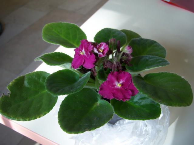 Name:  100_4177.jpg
Views: 1461
Size:  30.6 KB
