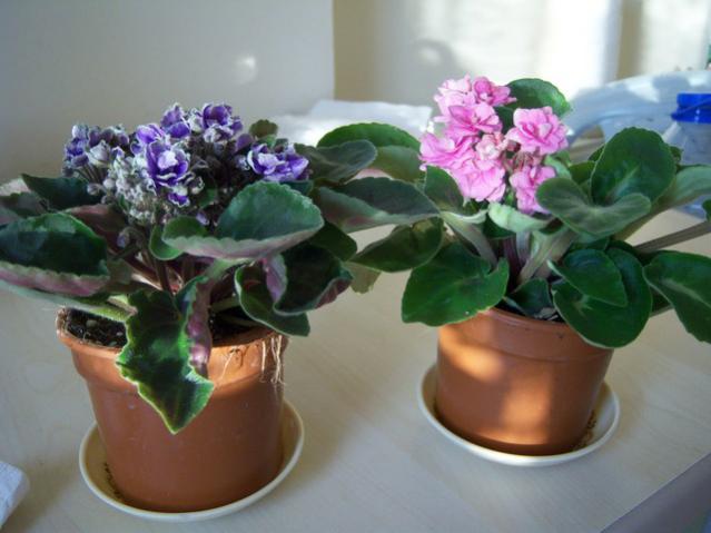 Name:  100_4023.jpg
Views: 1721
Size:  37.0 KB