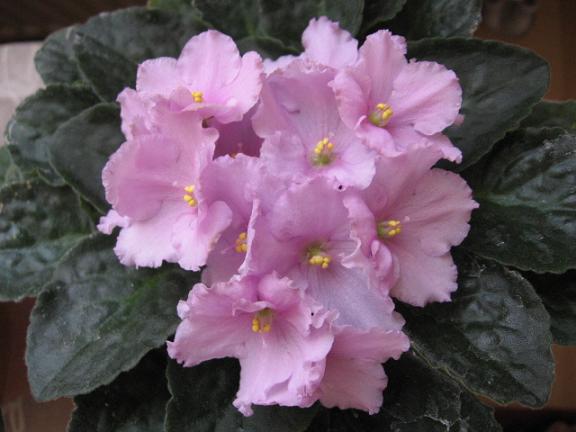 Name:  pembe m.JPG
Views: 2252
Size:  41.0 KB