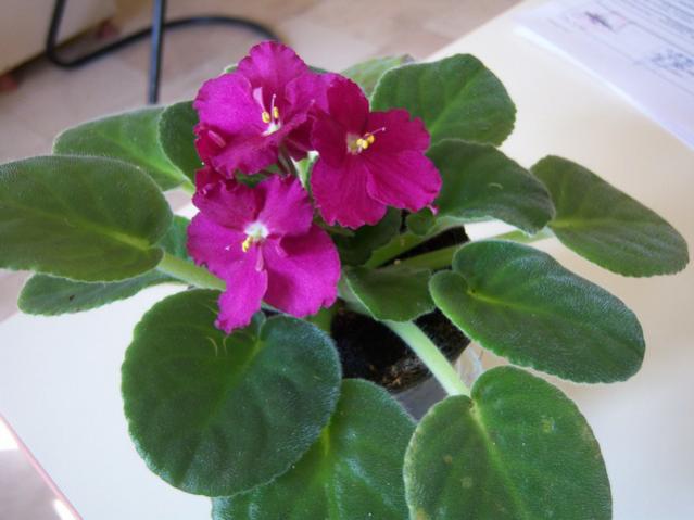 Name:  100_4419.jpg
Views: 1251
Size:  35.1 KB