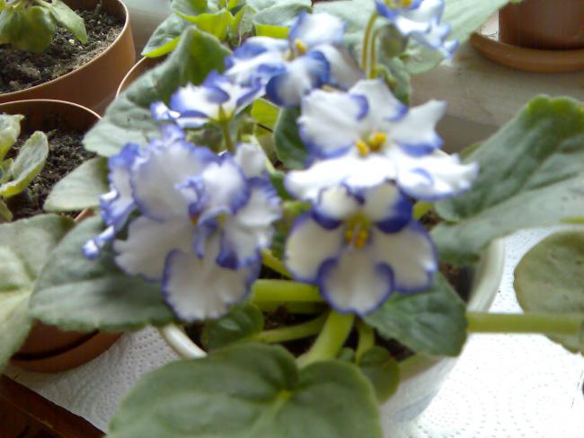 Name:  Grnt069.jpg
Views: 1295
Size:  40.0 KB