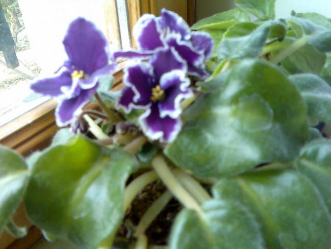 Name:  Grnt070.jpg
Views: 1258
Size:  37.8 KB