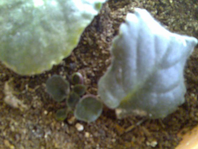 Name:  Grnt076.jpg
Views: 1461
Size:  33.9 KB