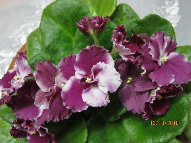 Name:  ebruli1.jpg
Views: 2530
Size:  46.0 KB