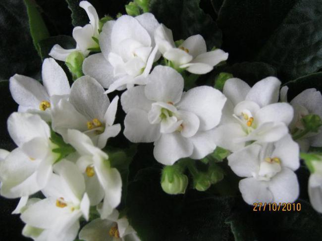 Name:  m2.jpg
Views: 1371
Size:  35.3 KB