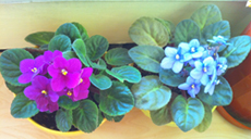 Name:  fotoraf (9).JPG
Views: 1424
Size:  67.2 KB