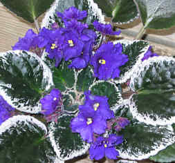 Name:  26107AfricanViolet.jpg
Views: 1543
Size:  12.7 KB