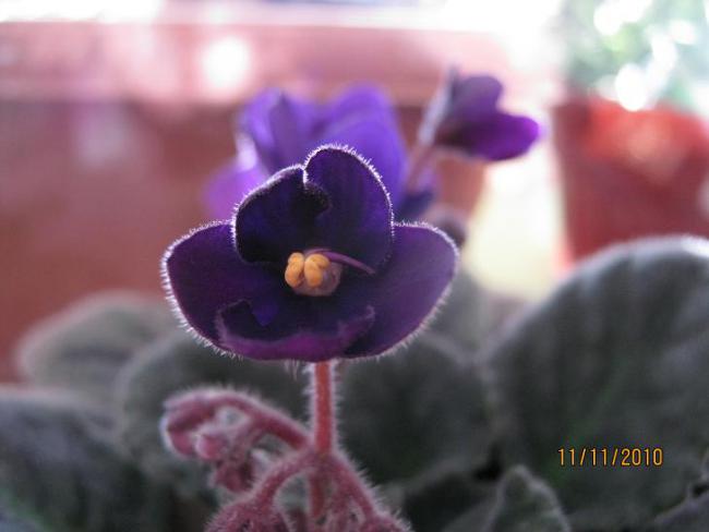 Name:  koyu mor.jpg
Views: 1798
Size:  26.8 KB