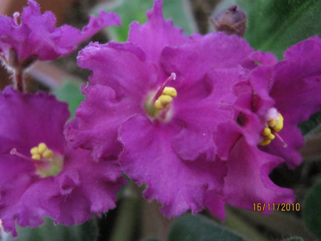 Name:  koyu pembe.jpg
Views: 1640
Size:  33.0 KB