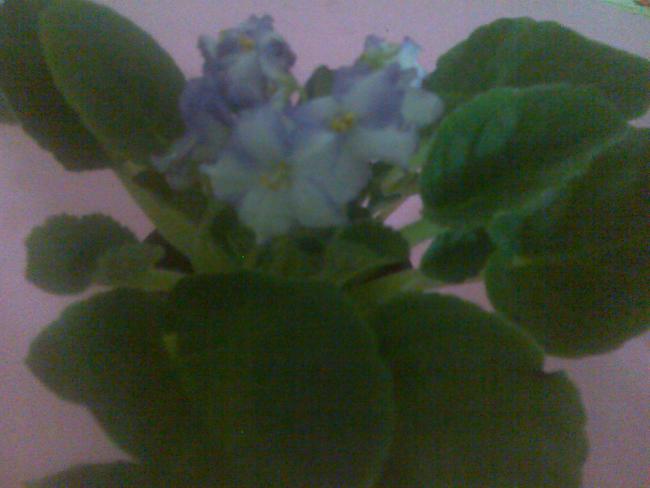 Name:  Grnt147.jpg
Views: 2086
Size:  30.8 KB