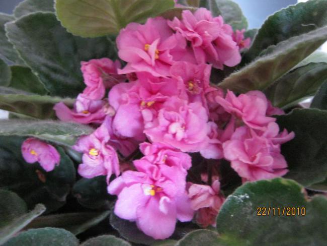 Name:  k pembe.jpg
Views: 2008
Size:  43.2 KB