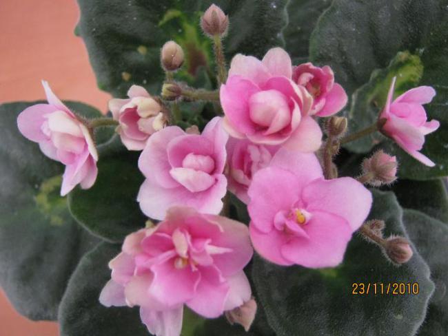 Name:  katmerli pembe1.jpg
Views: 2111
Size:  40.6 KB