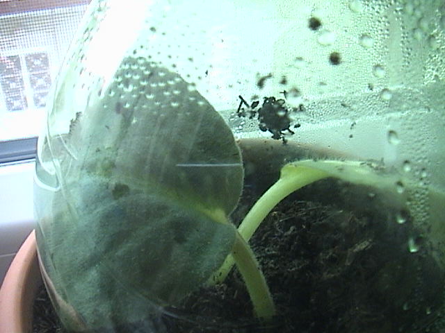 Name:  menkem.JPG
Views: 1477
Size:  59.2 KB