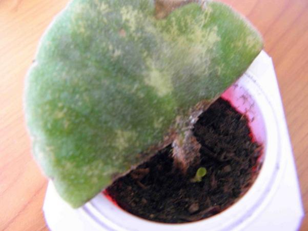 Name:  P1250010.jpg
Views: 2072
Size:  29.1 KB