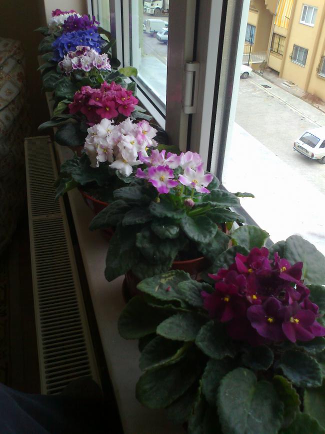 Name:  Fotoğraf0066.jpg
Views: 2325
Size:  66.2 KB