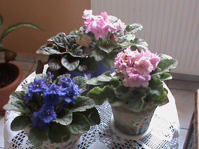 Name:  DSC00164.jpg
Views: 1568
Size:  48.7 KB