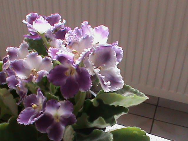 Name:  DSC00167.jpg
Views: 1427
Size:  37.2 KB