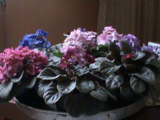 Name:  DSC00192.jpg
Views: 1665
Size:  37.4 KB