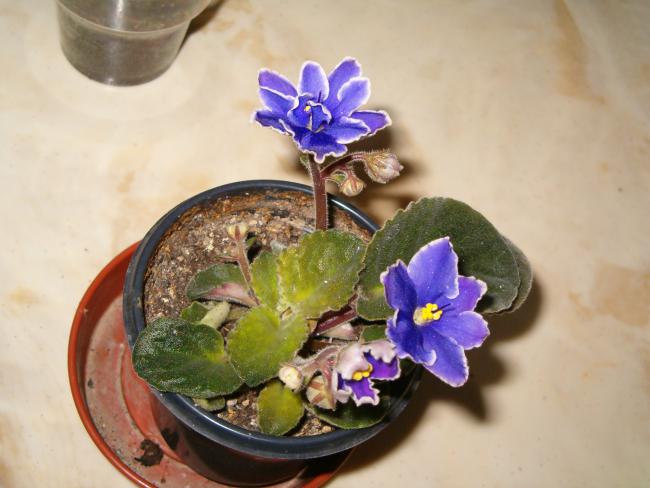 Name:  ieklerim 013.jpg
Views: 3302
Size:  40.4 KB