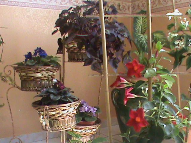 Name:  DSC00312.jpg
Views: 1551
Size:  52.6 KB