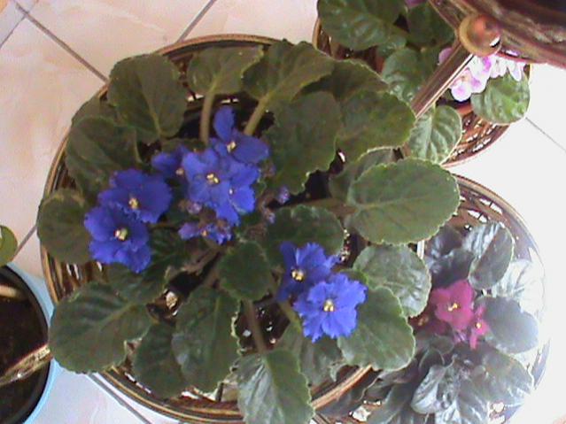 Name:  DSC00305.jpg
Views: 1519
Size:  46.2 KB