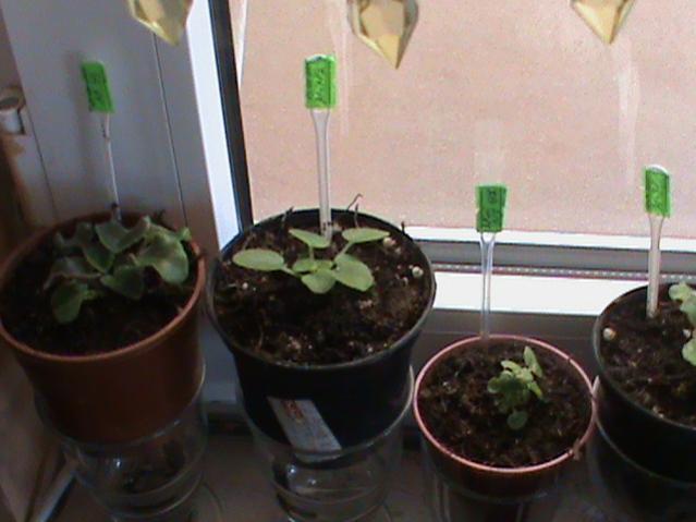 Name:  DSC00319.jpg
Views: 2087
Size:  34.1 KB