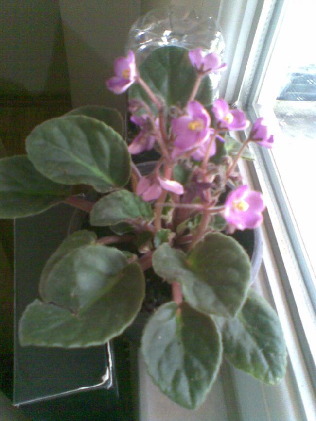 Name:  Image000.jpg
Views: 2522
Size:  62.4 KB