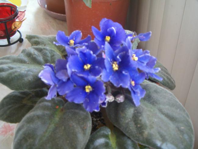 Name:  008.jpg
Views: 2119
Size:  37.1 KB