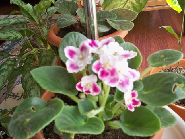 Name:  228.05.2011 019.jpg
Views: 1738
Size:  51.5 KB