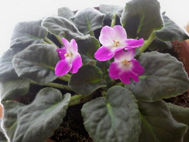 Name:  228.05.2011 024.jpg
Views: 1763
Size:  40.4 KB