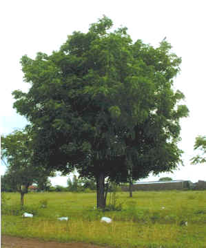 Name:  Neem1.jpeg
Views: 2583
Size:  12.2 KB