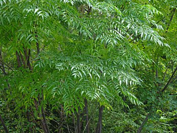 Name:  Tesbihaac1.jpg
Views: 2415
Size:  58.0 KB