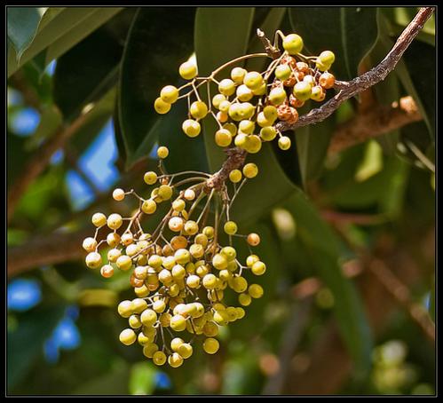 Name:  Tesbihaac2.jpg
Views: 6845
Size:  39.3 KB