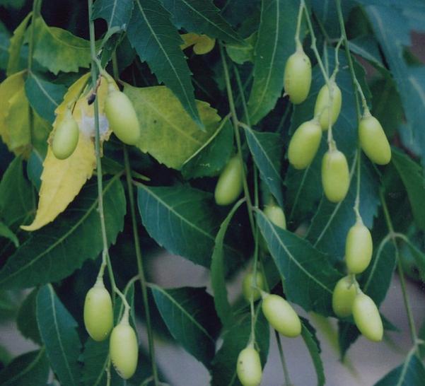 Name:  Neem2.jpg
Views: 2806
Size:  43.0 KB