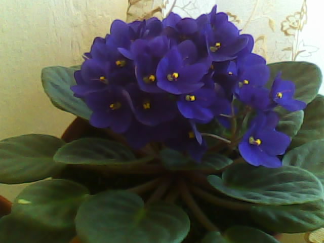 Name:  Img00026.jpg
Views: 2456
Size:  37.3 KB