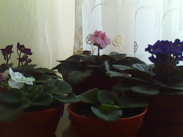 Name:  Img00006.jpg
Views: 2445
Size:  35.4 KB