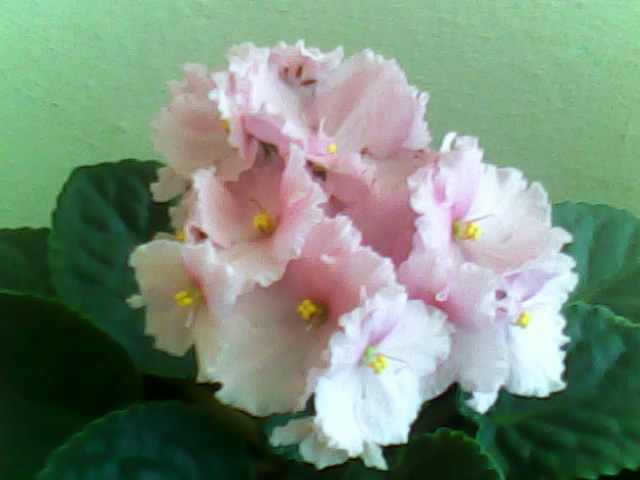 Name:  Img00027.jpg
Views: 2370
Size:  38.6 KB